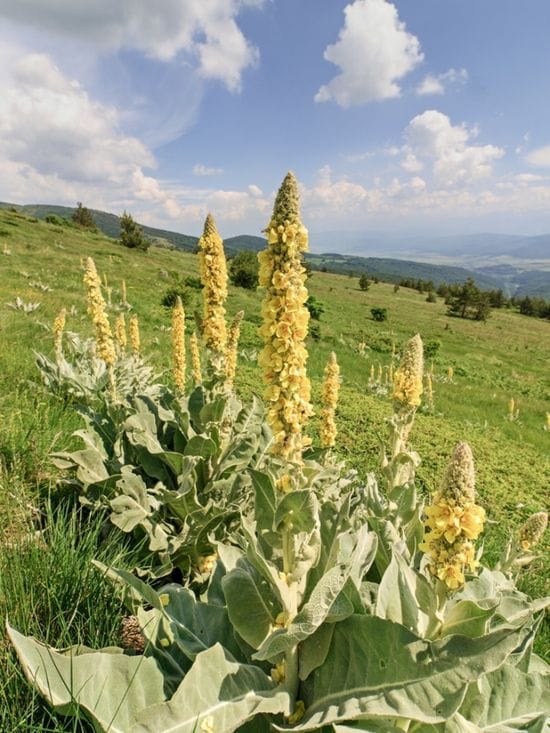 M for Mullein